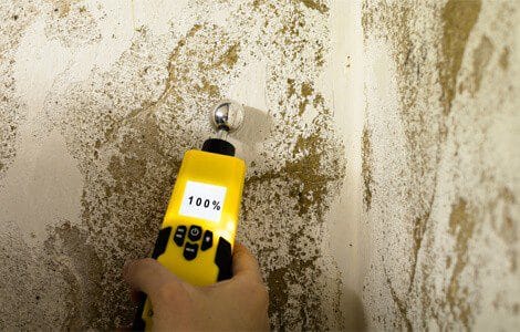 What is black mold